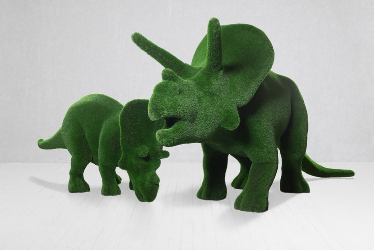 Medium Triceratops